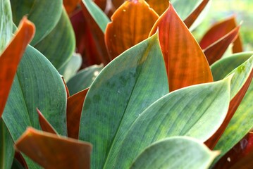 houseplant leaves background, tropical plant texture