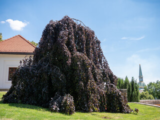 Forest red overhanging beech - an ornamental tree forming a beautiful purple-red fountain. Purpurea Pendula