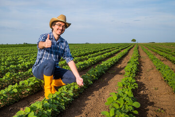 Portrait of happy farmer who is cultivating soybean. He is examining plants.