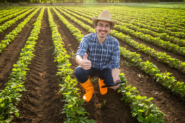 Portrait of happy farmer who is cultivating soybean. He is examining plants.