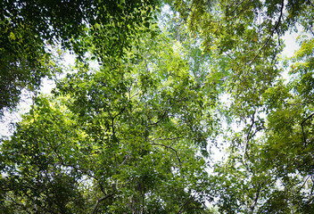 green leaves in sunlight