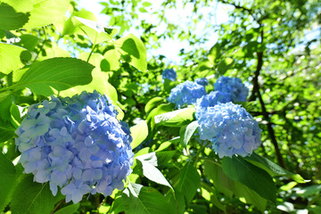 明月院のブルーのあじさい
