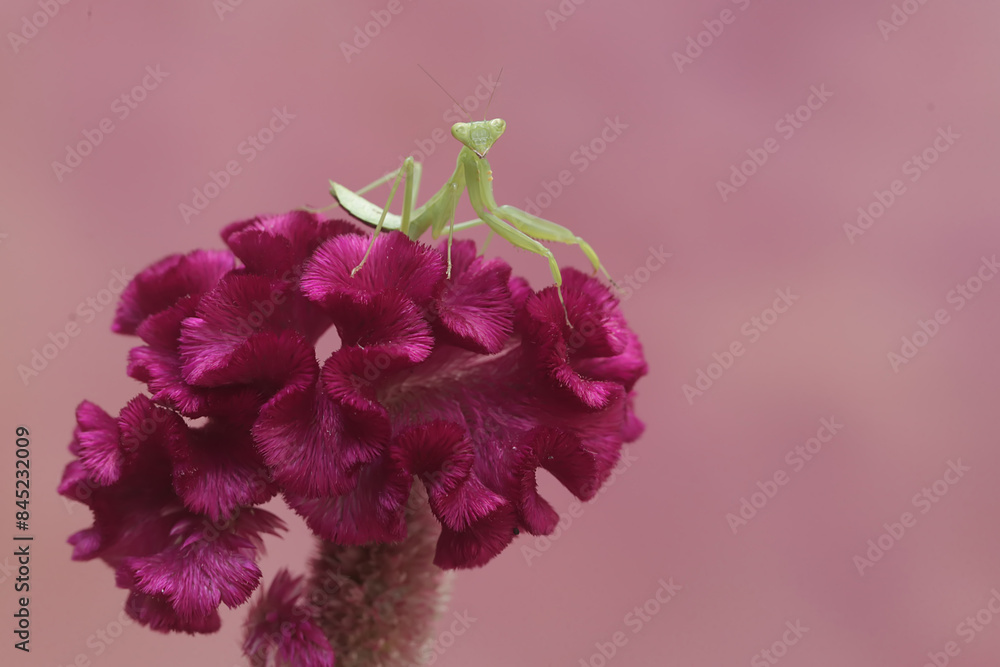 Wall mural a young green praying mantis was hunting for small insects on a blooming cockscomb flower. this inse