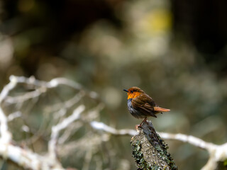 森の中で静かに枝に留まっているコマドリの雄