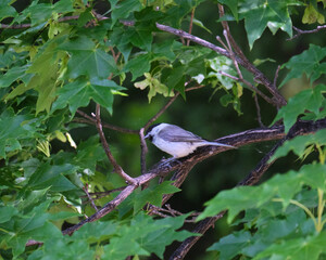 ハシブトガラ / Marsh Tit
