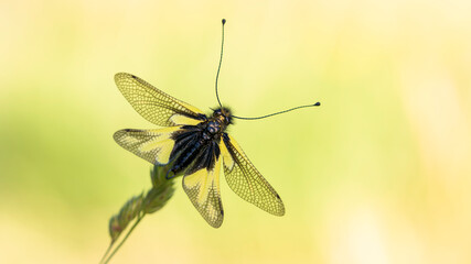 Schmetterlingshafte (Ascalaphidae)