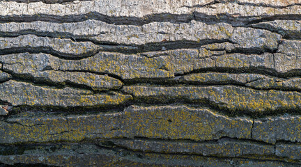 Close-up of textured gray brown deciduous tree bark pronounced texture.
