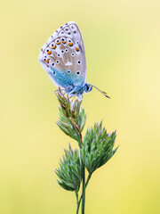 Bläulinge (Lycaenidae)