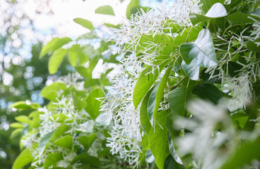 ナンジャモンジャ（ヒトツバタゴ）の花 / Flowers of Chionanthus retusus