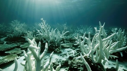 Obraz premium Coral reefs bleached and dying due to warming oceans, a poignant symbol of the ecological toll of global warming.