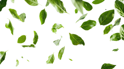Green leaves flying and floating in the air against a transparent background. The leaves are fresh, with varying orientations and sizes, creating a dynamic and natural effect.