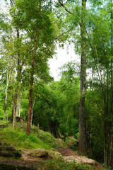 path in the forest