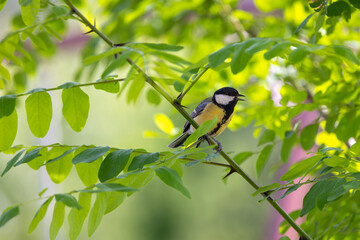 cute little bird in yellow black colors,Great Tit, Parus major