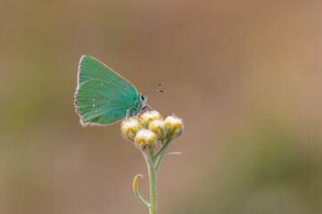green butterfly feeding on flower, Pfeiffer-s Green Hairstreak, Callophrys paulae