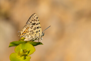 large butterfly dotted on yellow plant, Large Silver-line, Cigaritis maxima