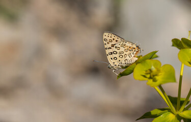 large butterfly dotted on yellow plant, Large Silver-line, Cigaritis maxima