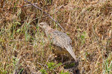 (Phasanius colchicus). the female standing camouflaged in the field