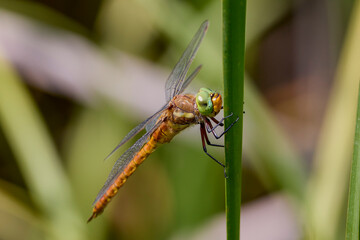 a dragonfly on a blade of grass