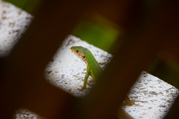 Fototapeta premium (Lacerta viridis) sits in the sun to warm up