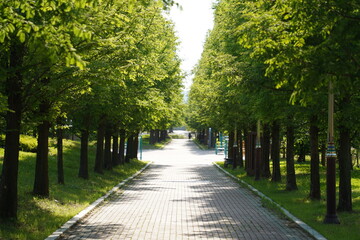 Obraz premium Walkway in the park. Summer landscape with green trees and sunlight