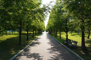 Walkway in the park. Summer landscape with green trees and sunlight