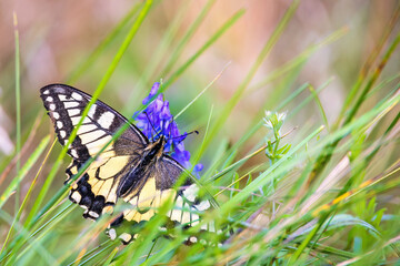 Beautiful Swallowtail butterfly on a Tufted vetch  flower