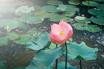 water lily in the pond