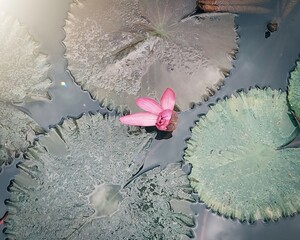 Lotus flower in the pond