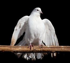 White dove isolated black background