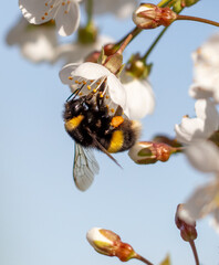 Bumblebee on a white flower tree against a blue sky. Macro