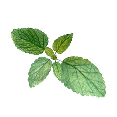 Lemon balm leafs watercolor illustration isolated on white. High quality illustration. Hand painted wild herb great for cards, packages, tea, oil infusions, herbal medicine recipes, guides design