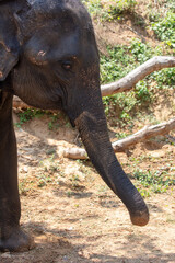 Portrait of an elephant in tropical nature