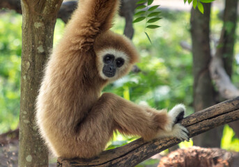 Monkey outdoors in a tropical park
