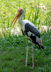 Portrait of a stork in the zoo