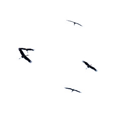 Storks in flight isolated on a white background