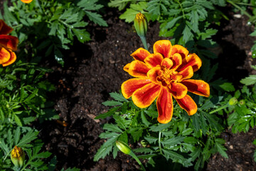 Tagetes patula, the French marigold flower