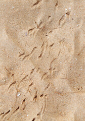 Crab tracks on the sand as a background
