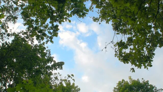 Bottom view of the tops of maples and oaks against the background of the sky with clouds. Frame of tree branches with leaves with an empty space in the middle.