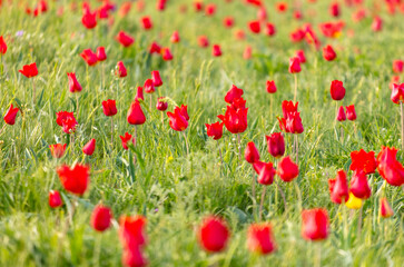Field with red tulips in the steppe in spring as a background