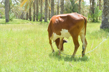 cow in the meadow, natural background outdoor farm