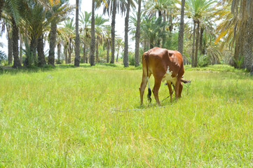 Naklejka premium landscape nature grassland farm, cow in the meadow