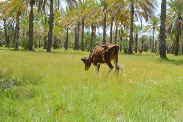 Landscape view of calf cow grazing in a meadow