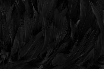 Fototapeta premium Beautiful black grey bird feathers pattern texture background.