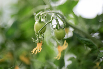 Blooming tomatoes