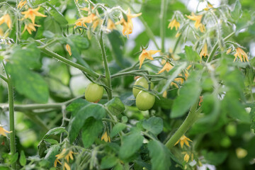 Fototapeta premium Blooming tomatoes