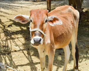 Young cow on the farm