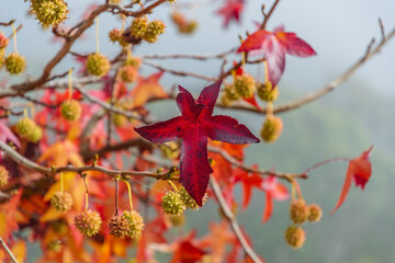 Late Autumn colours on the trees with seed pods at Lake George with fog