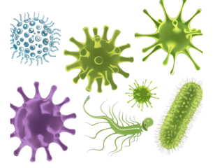 Set of microbes and viruses Isolated on Transparent Background