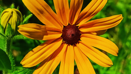 A bright yellow flower on a succulent green background: natural harmony and energy in color