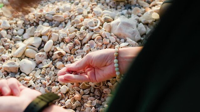 girl sits on the beach and collects various shells in her hand. shell decoration. girl's hands with shells close-up. rest and meditation.